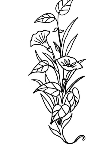 Lily Flower Coloring Page